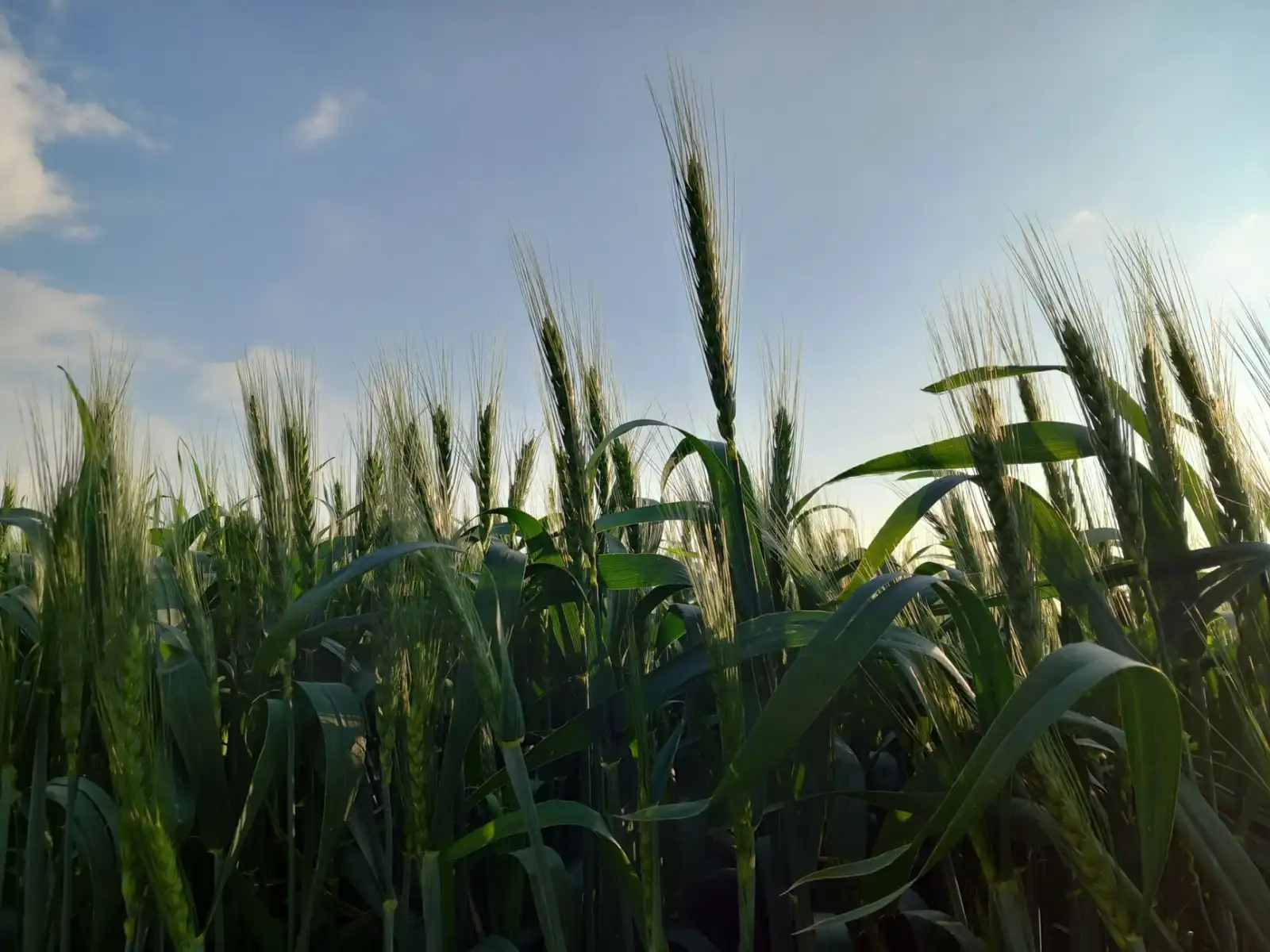 新疆货物运输网络布局优化与干线时效提升方案解析